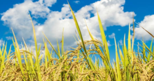 কোন কোন ফসলের যাকাত দিতে হবে